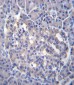Sestrin-3 Antibody (Center Y335)